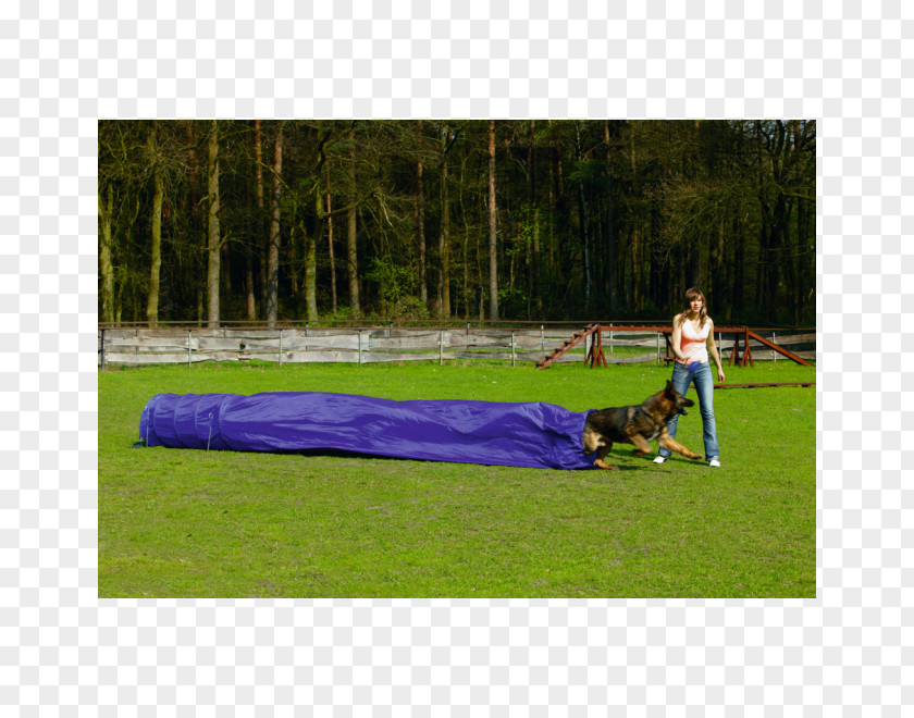 Dog Agility Cat Food Puppy Toys PNG
