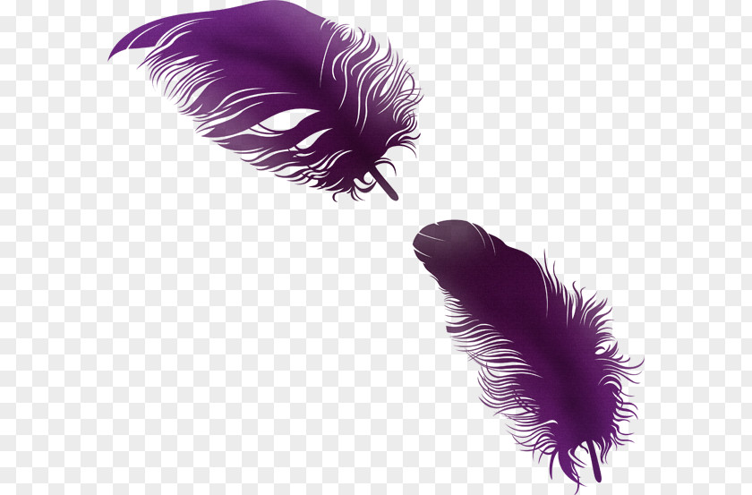 Feather PhotoScape Clip Art PNG