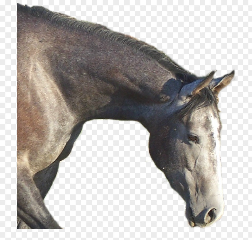 Quarter Horse Mane Stallion Foal Mare Colt PNG