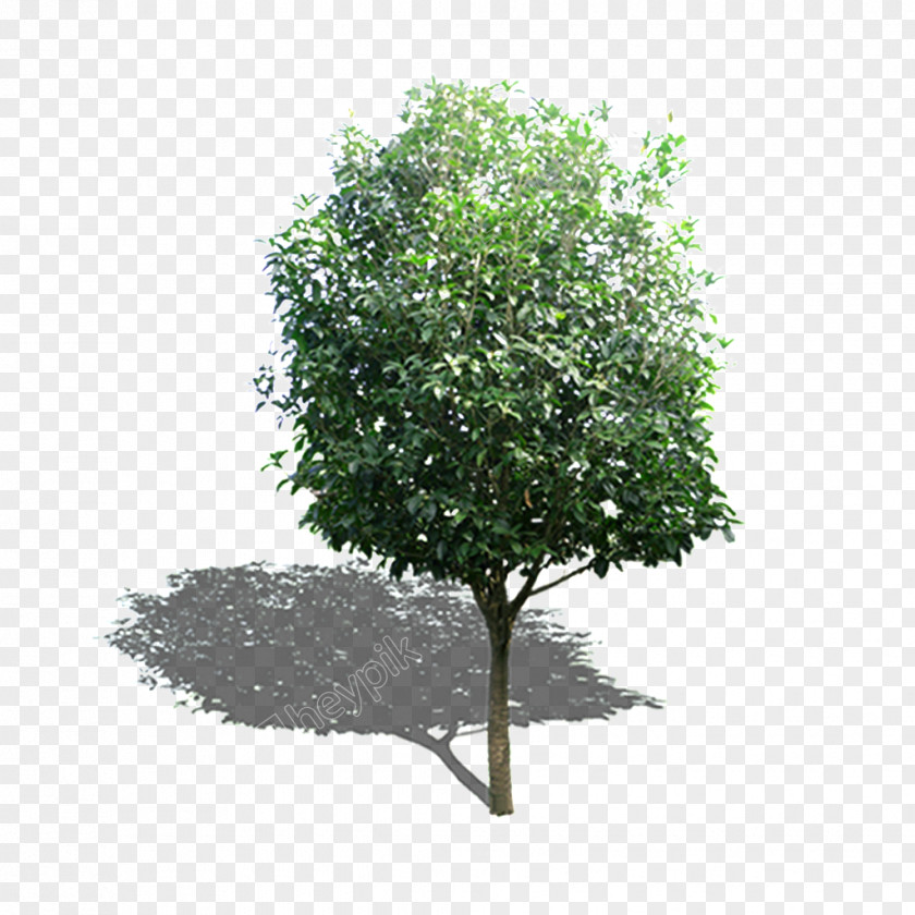 Tree Green Branch Garden Image PNG