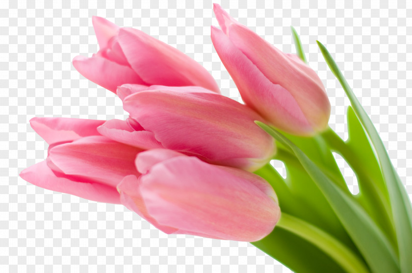 BUNGA Desktop Wallpaper Pink Flowers Tulip PNG