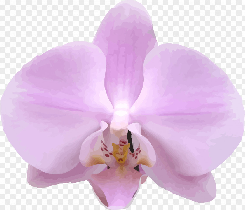 Doctors Moth Orchids Plant Lilac Cattleya PNG