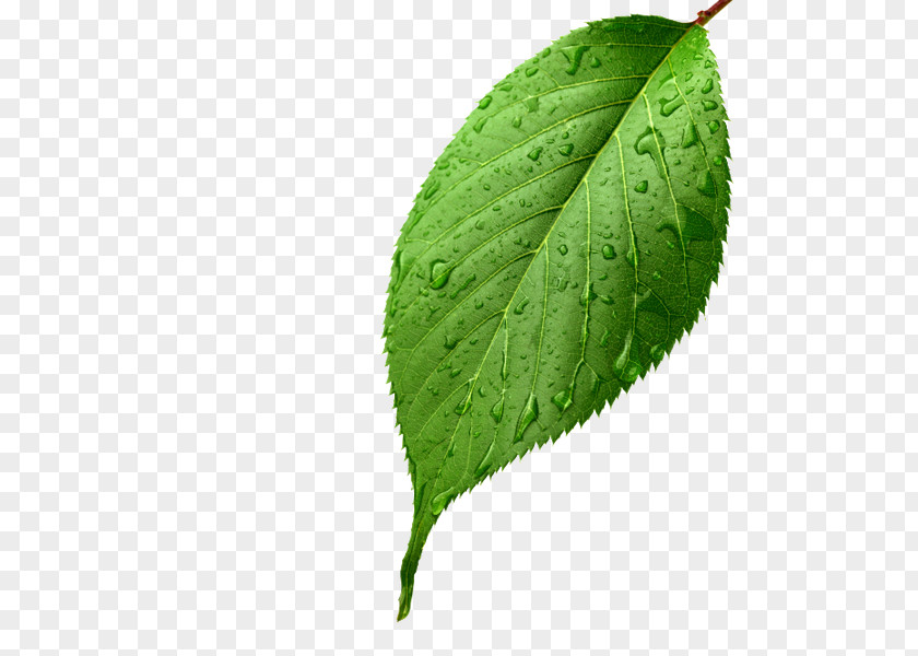Leaf Stock Photography Light PNG