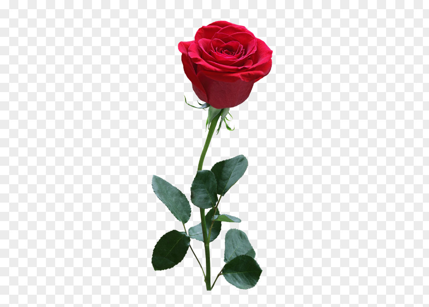 Rose Stock Photography PNG