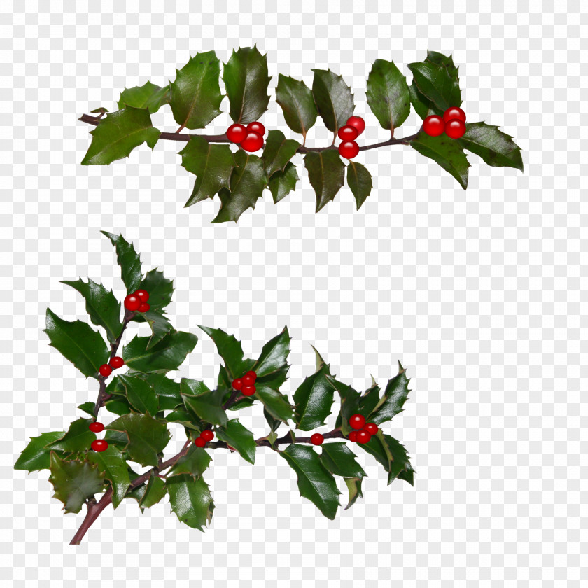 Transparent Flower Christmas Day Gift Holly Image Card PNG