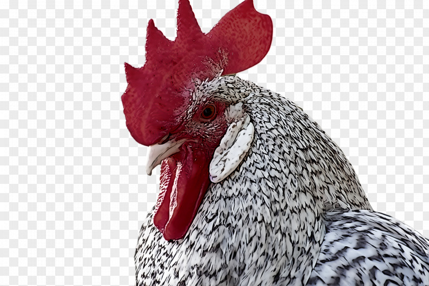 Fowl Chicken Rooster Poultry Beak PNG