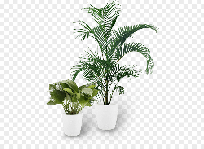 Terrestrial Plant Flower Palm Tree PNG
