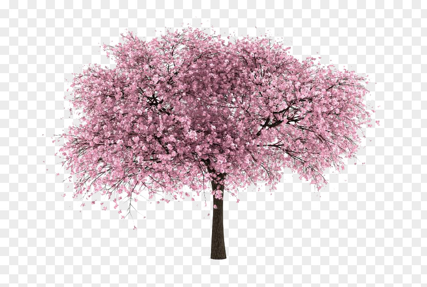 Cherry Tree PNG