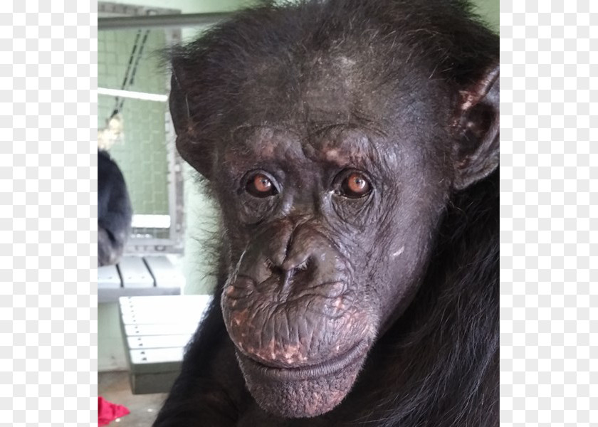 Chimpanzee Common Gorilla Primate Monkey Save The Chimps PNG