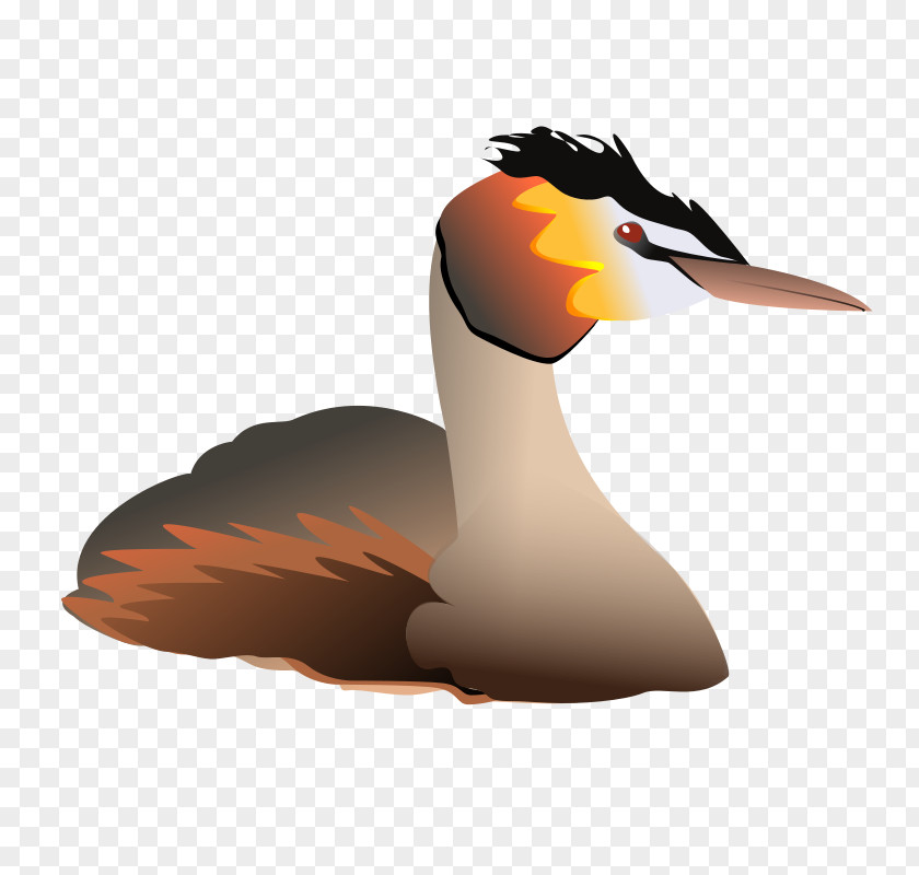 Duck Clip Art Image PNG