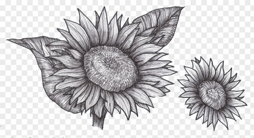 Sunflower Leaf Drawing Common Plant Sketch PNG