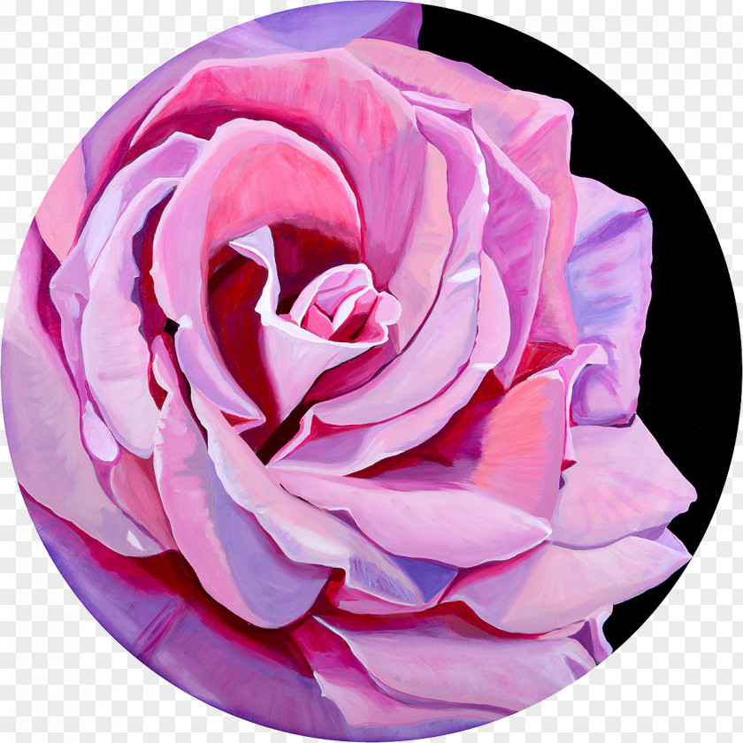 Velvet Texture Garden Roses Cabbage Rose Lesson Cut Flowers Art PNG