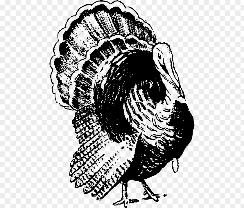 Black Turkey Clip Art PNG