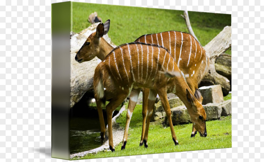 Deer Watercolor Berlin Zoological Garden Greater Kudu Animal PNG