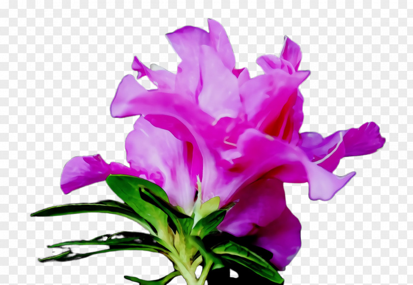 Perennial Plant Cut Flowers Flower Flowering Purple Pink PNG
