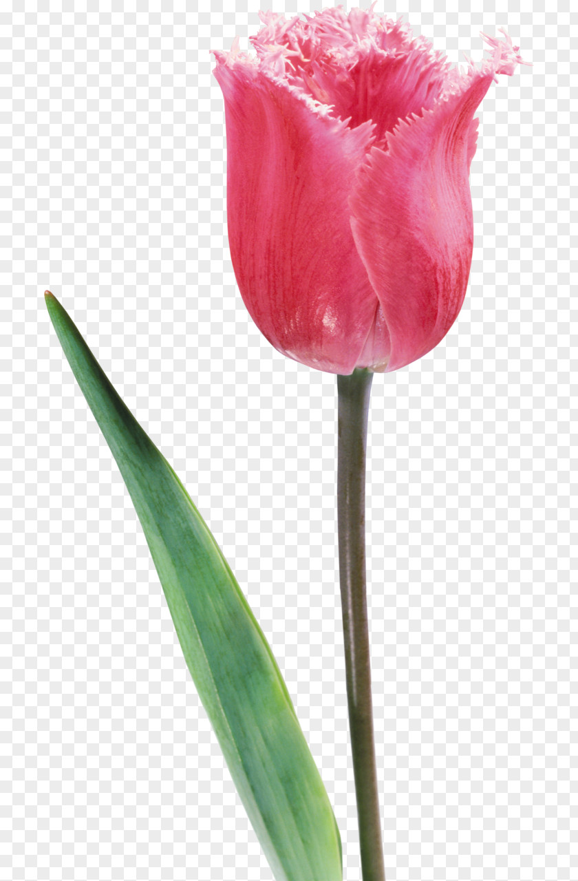 Tulip Flower Liliaceae Plant Stem PNG