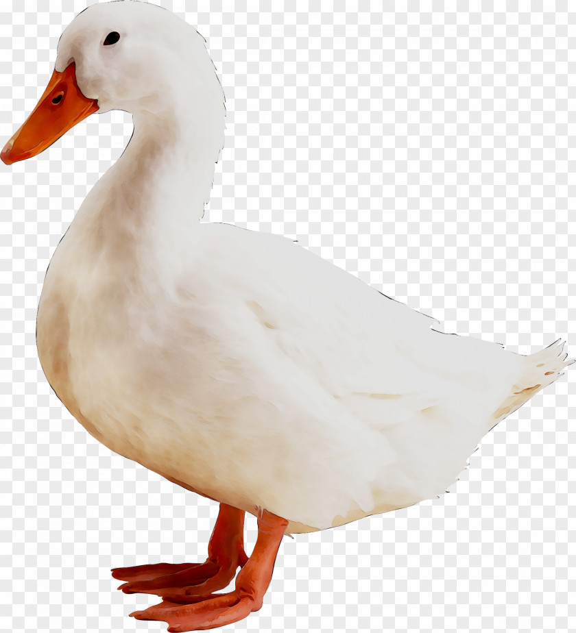 American Pekin Duck Cygnini Goose PNG