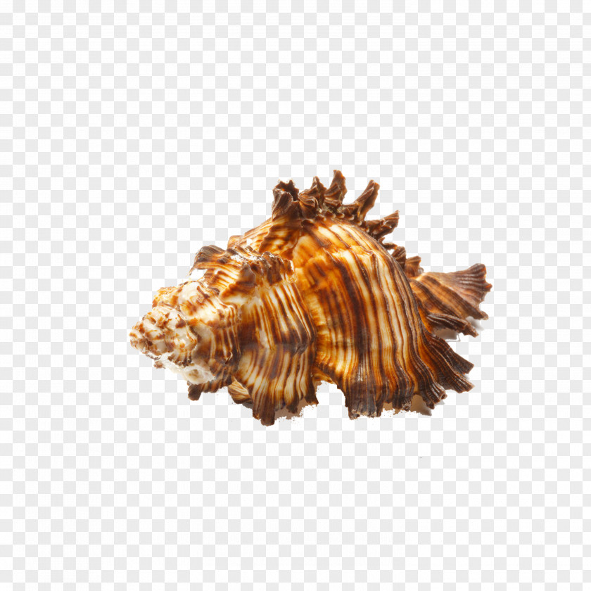 Conch Seashell Zazzle Sea Snail Stock Photography PNG