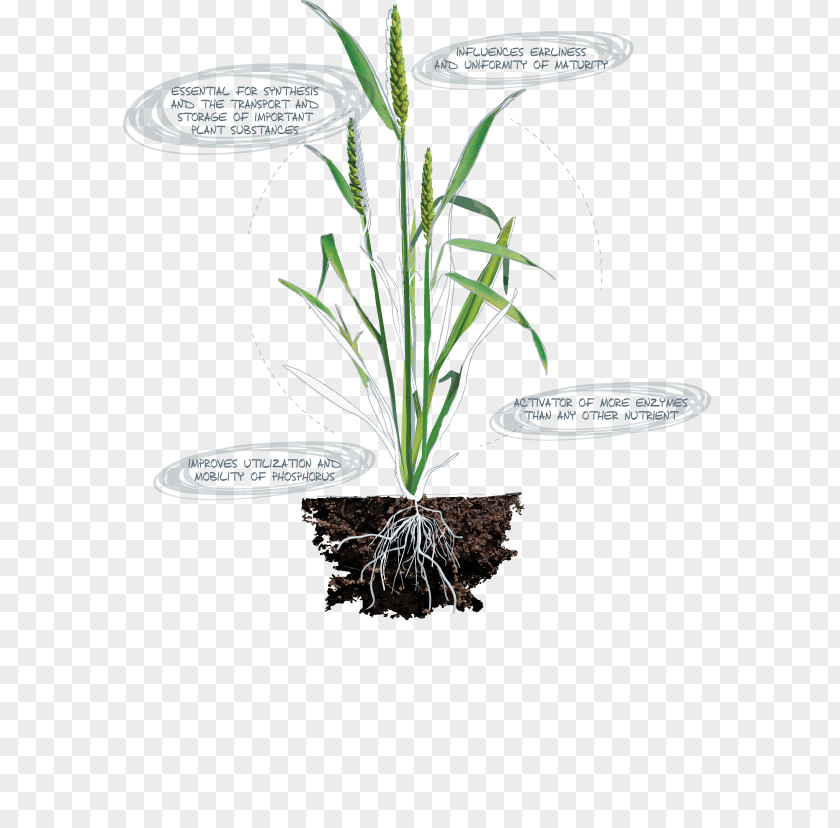 Leaf Grasses Herb Plant Stem Flowerpot PNG