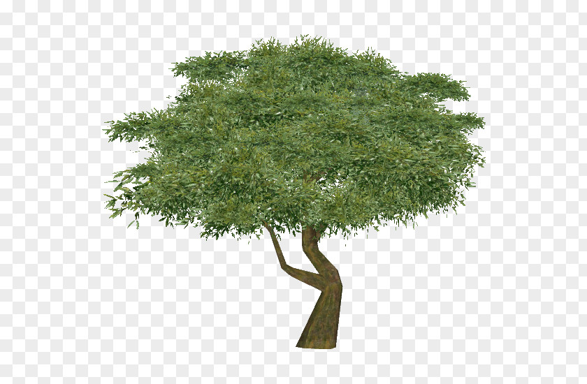 Eukaliptus Tree Clip Art Oak Stock.xchng Image PNG