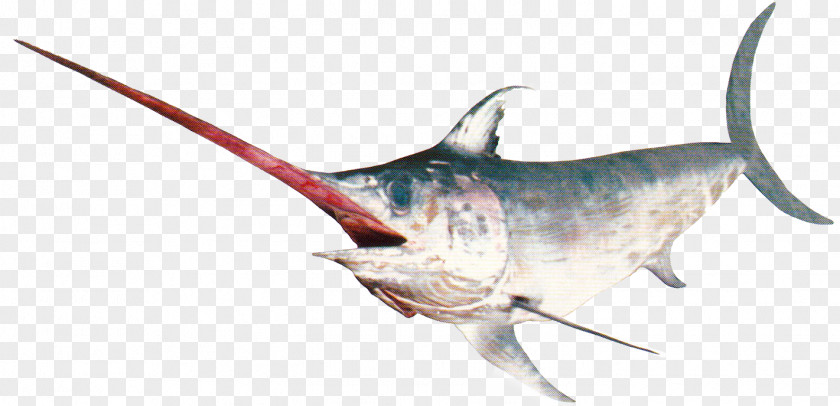 Jumping Fish Swordfish Marlin Bigeye Tuna Monmifish S.A. PNG