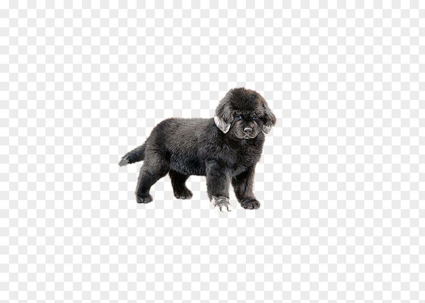 Puppy Dog Gratis PNG