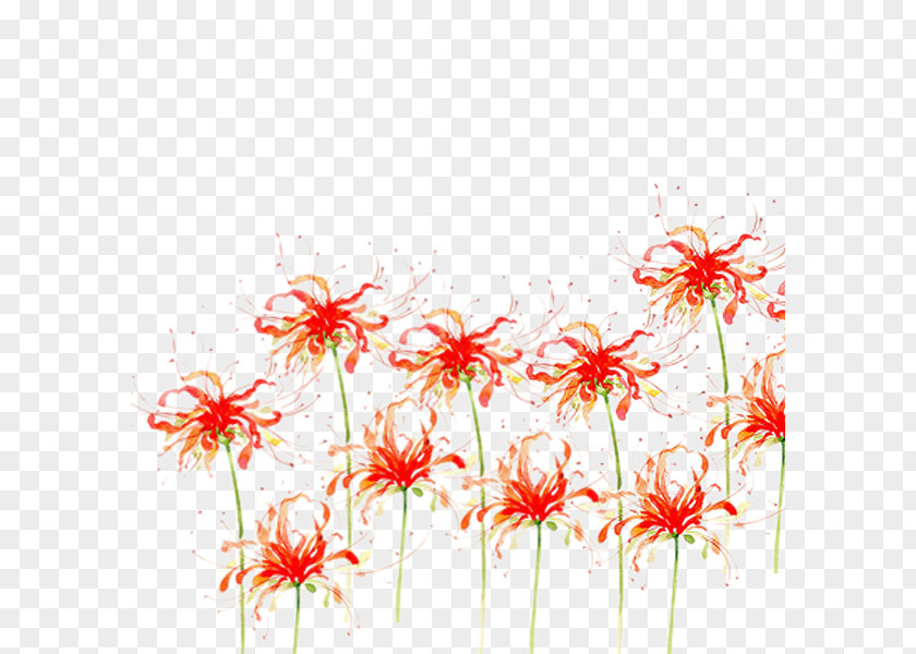 Bana Open Flower Download Red Spider Lily PNG
