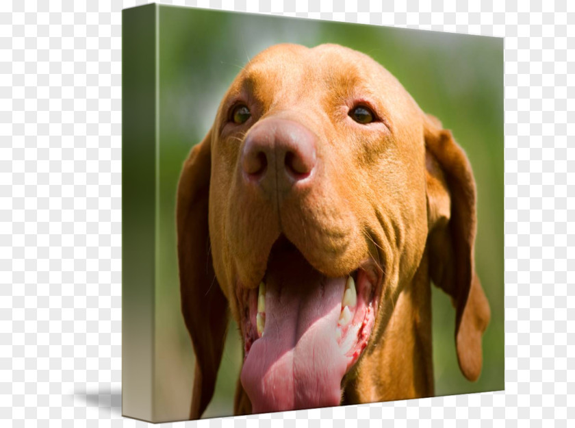 Puppy Wirehaired Vizsla Redbone Coonhound Rhodesian Ridgeback Dog Breed PNG