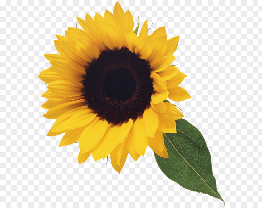 Sunflower With Leaf Clipart Stock Photography Clip Art PNG