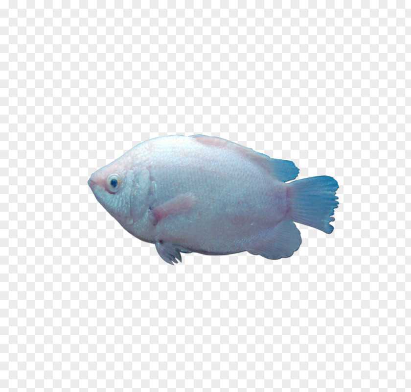 An Oily Fish Clip Art PNG