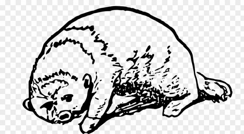 Cat Sea Otter Dog Clip Art PNG