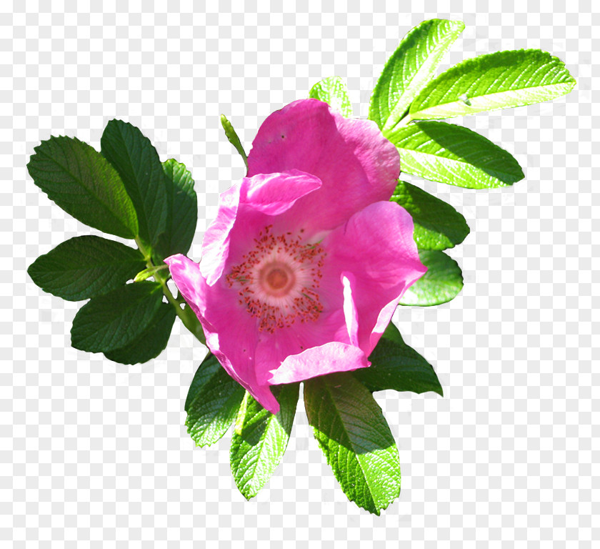 Glaucous Dog Rose Dog-rose Beach Cabbage Clip Art PNG