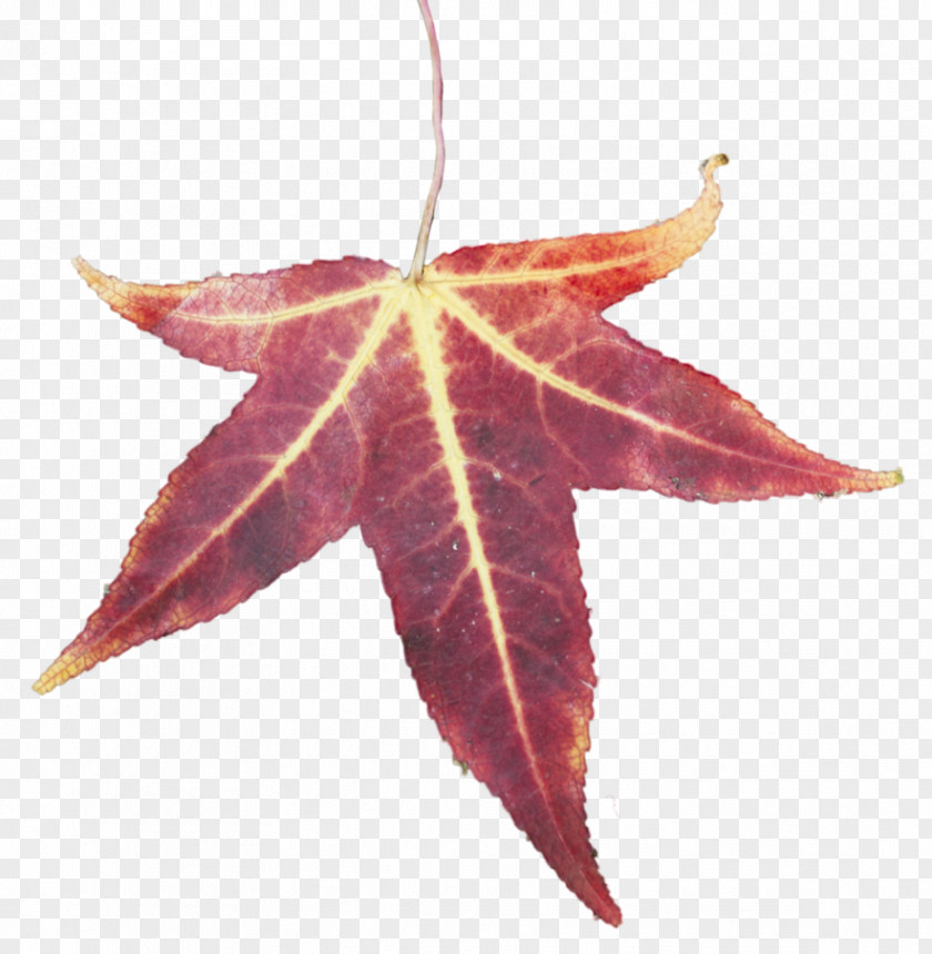 Leafe DeviantArt Stock Photography Maple Leaf Online Chat PNG