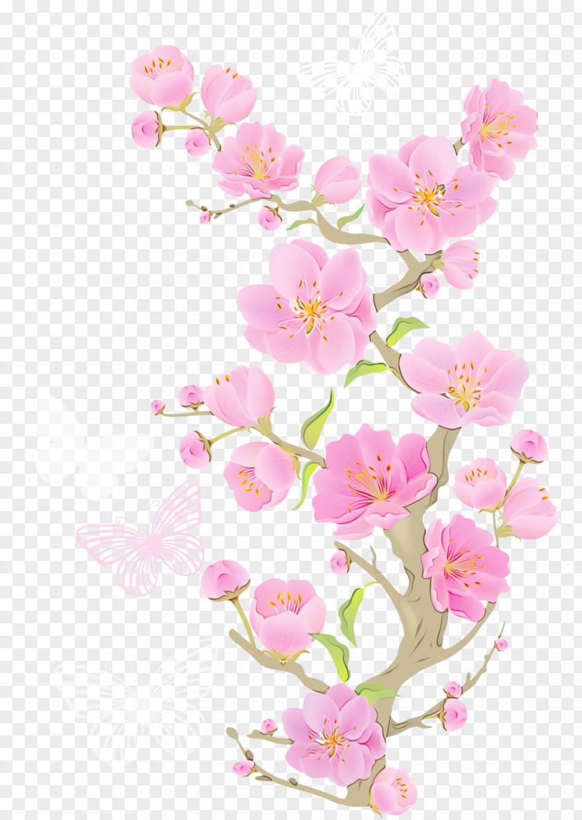 Perennial Plant Prunus Cherry Blossom Cartoon PNG