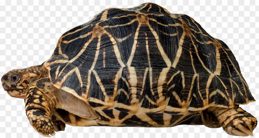 Turtle Box Reptile Indian Star Tortoise Gopherus PNG
