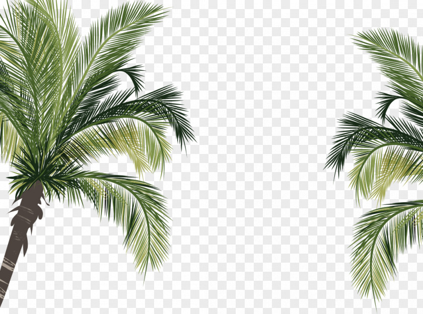 Green Bottom Palm Plants Coconut Arecaceae PNG