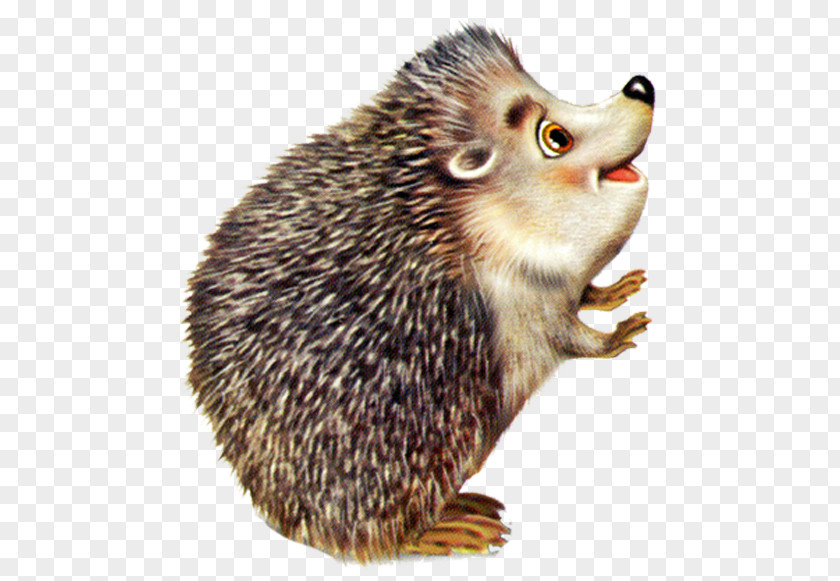 Hedgehog Baby Hedgehogs Animal Drawing Clip Art PNG