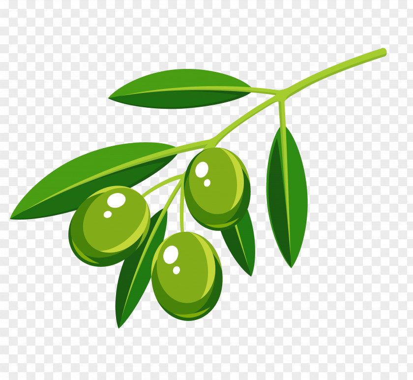 Olive Leaf Branch Vector Graphics Royalty-free Image Photograph PNG
