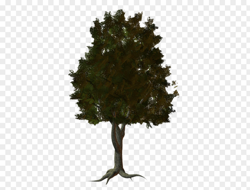 Tree Fir Spruce Pine PNG