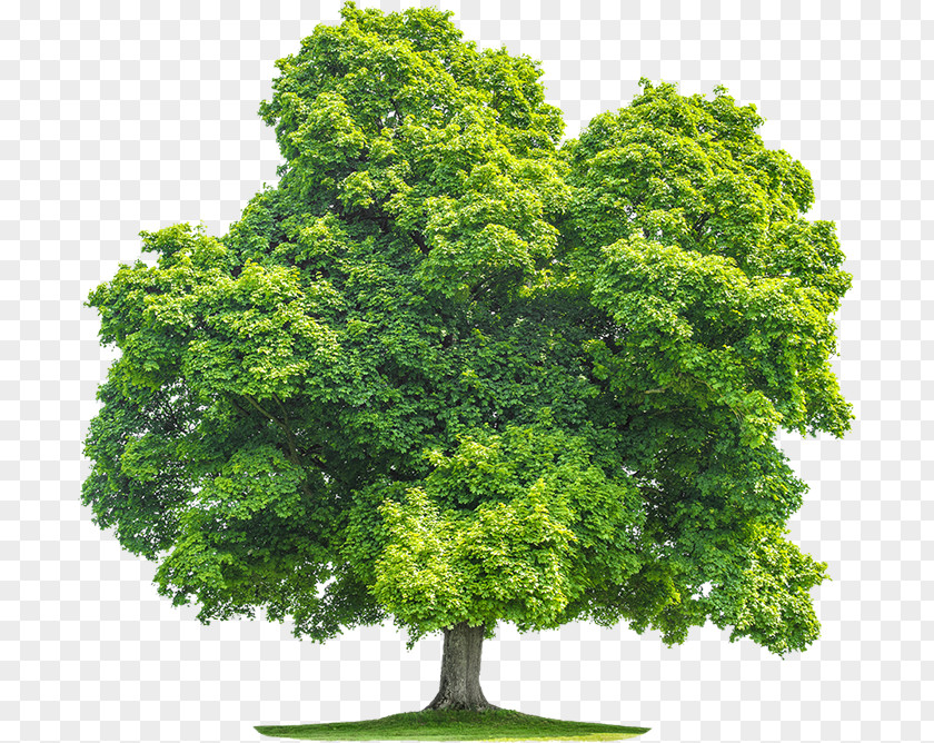 Tree Stock Photography Birch Oak Royalty-free PNG