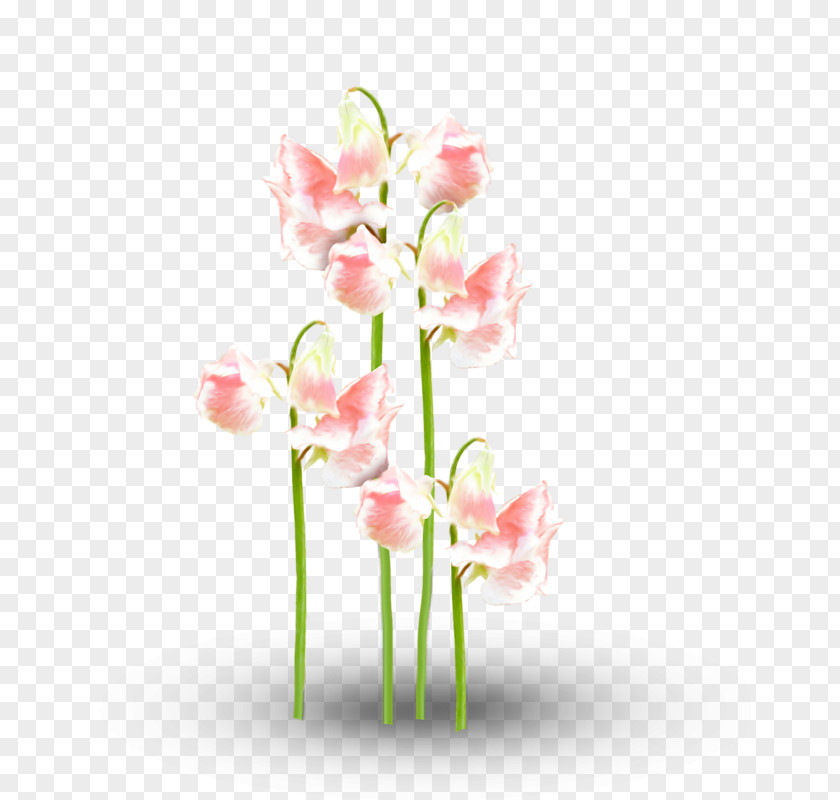 Beautiful Floral Patterns Design Flower Motif Pattern PNG