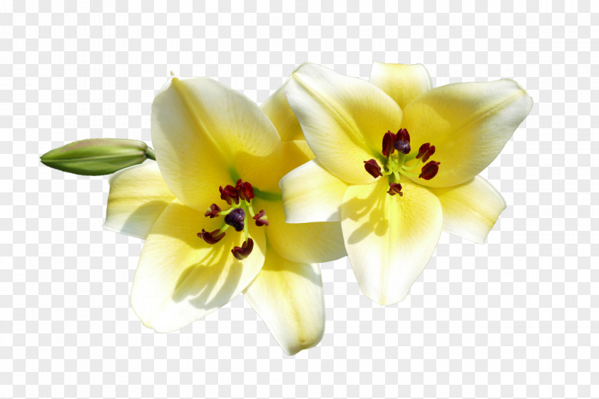 Flower Yellow Lilium Carnation, Lily, Rose Photography PNG