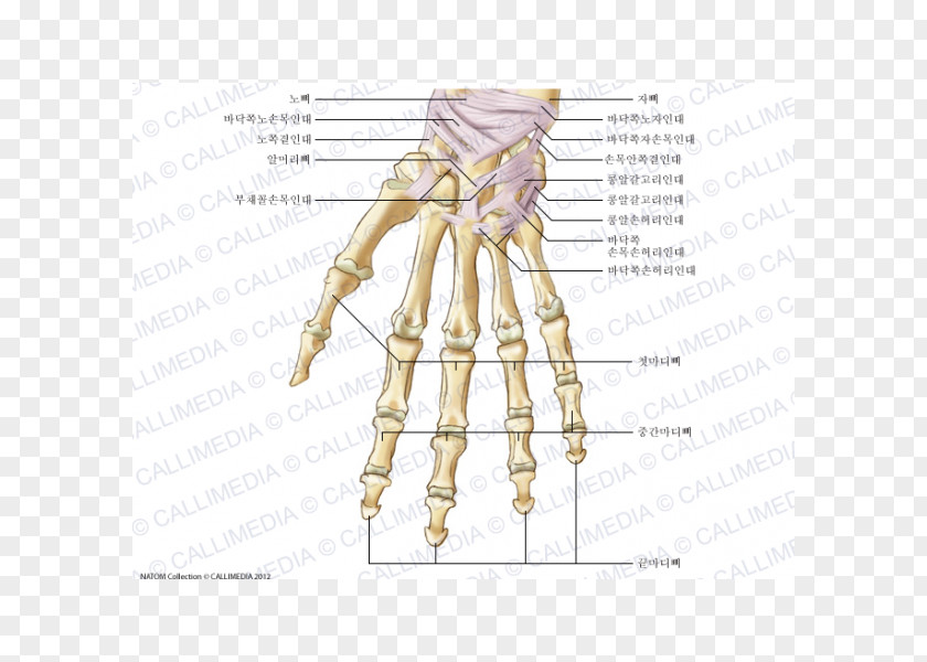 Hand Anatomy Carpal Bones Human Skeleton Ligament PNG