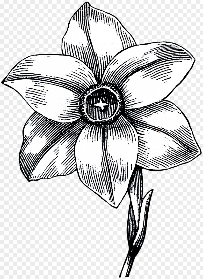 Narcissus Flower Black And White Monochrome Photography Drawing Line Art PNG