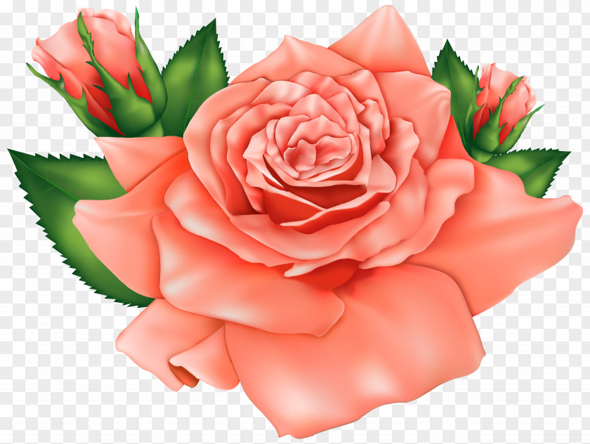 Orange Roses Clipart Image Rose Flower Pink Clip Art PNG
