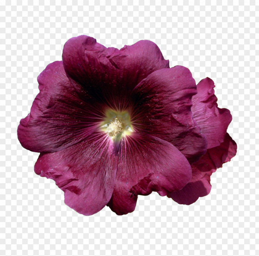 Violet Mallows Herbaceous Plant PNG