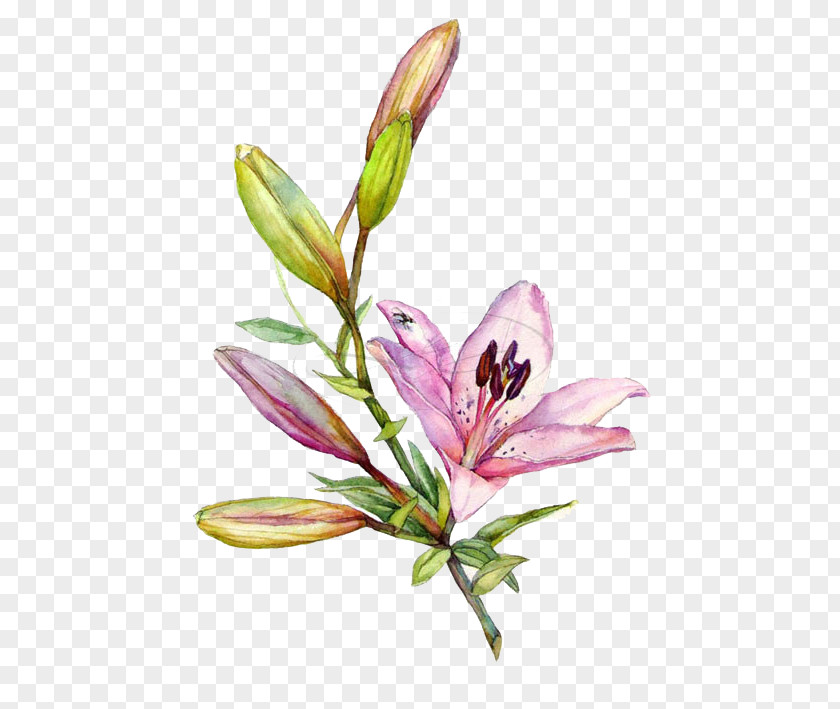 Hand-painted Lily Lilium Watercolor Painting Drawing Illustration PNG