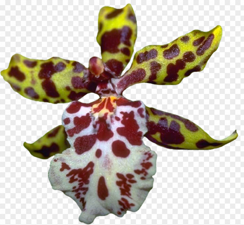 Orchids Moth Blog Clip Art PNG
