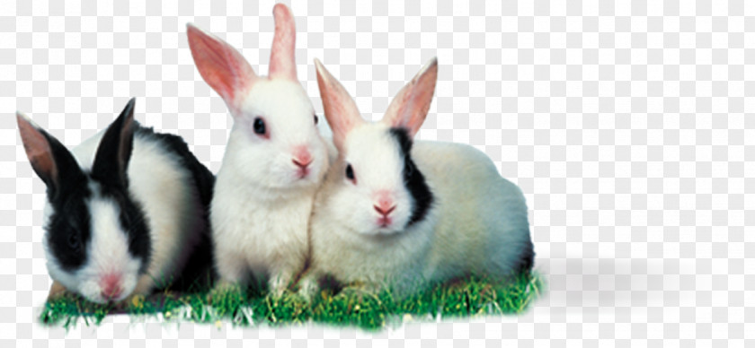 Rabbit In The Grass Leporids Mother Rodent High-definition Television Wallpaper PNG