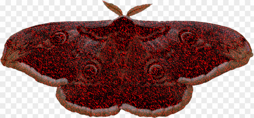 Symmetry Emperor Moths Butterfly Cartoon PNG